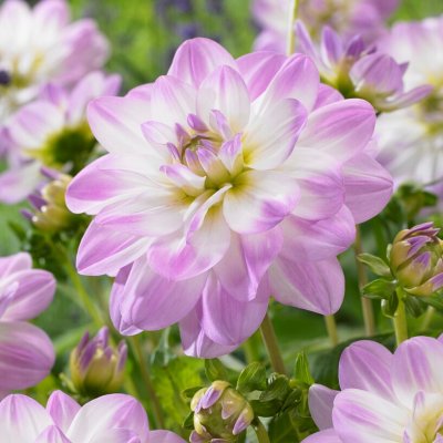 Dahlia Näckros Twilight Time 1st