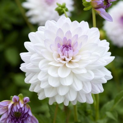 Dahlia Dekorativ Valentino 1st