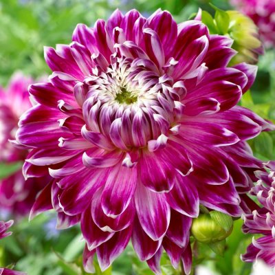 Dahlia Dekorativ Vancouver ® 1st