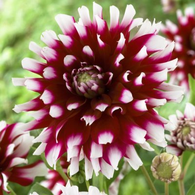 Dahlia Dekorativ Verdi 1st