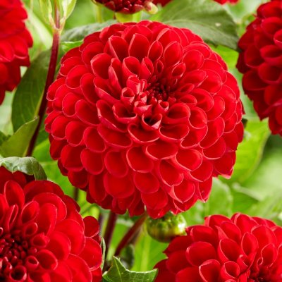 Dahlia Pompon Viking 1st