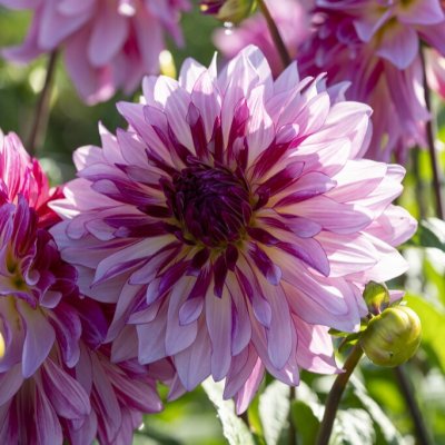 Dahlia Dekorativ Violet Dance 1st