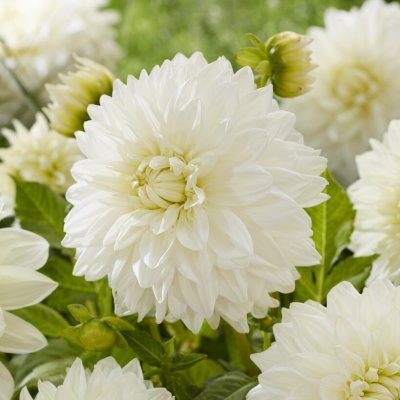 Dahlia Dekorativ White Alva 1st