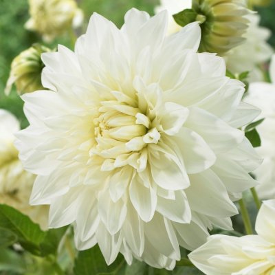 Dahlia Dekorativ White Perfection 1st