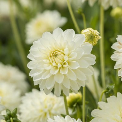 Dahlia Dekorativ White Phayenne 1st
