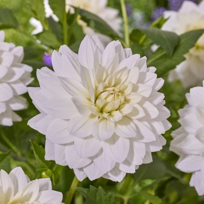 Dahlia Dekorativ White Swan 1st