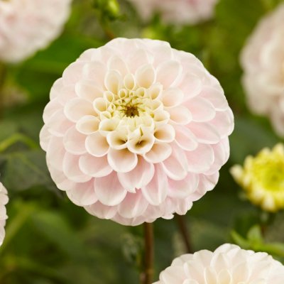 Dahlia Pompon White Wizard 1st