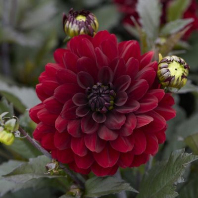 Dahlia x pinnata Candlelight Flamed Carmine
