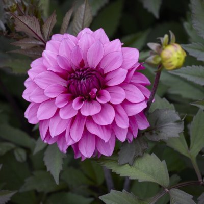 Dahlia x pinnata Candlelight Sparkling Amethyst