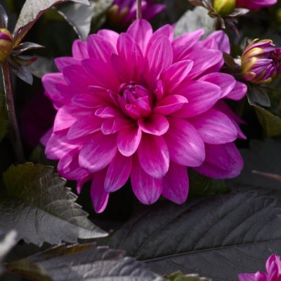 Dahlia x pinnata Candlelight Violet Blaze