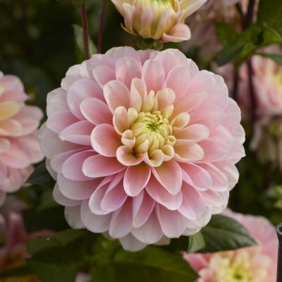 Dahlia x pinnata Dolce Anna
