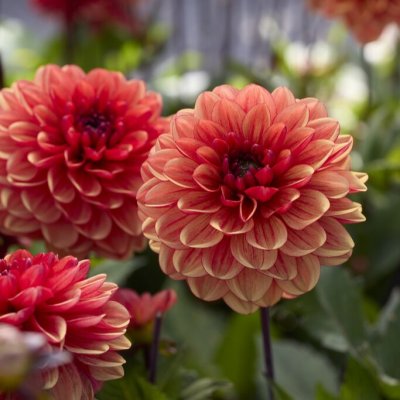 Dahlia x pinnata Glossy Miraza