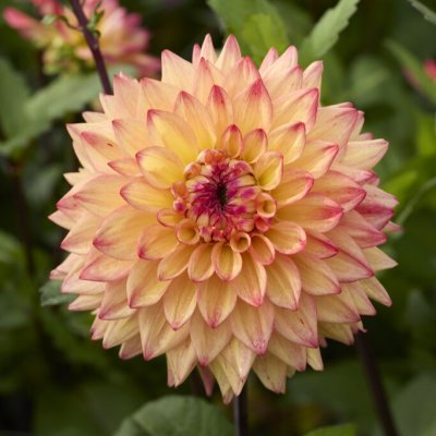Dahlia x pinnata Hakuna Matata