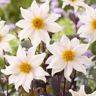 Dahlia x pinnata Little Swan