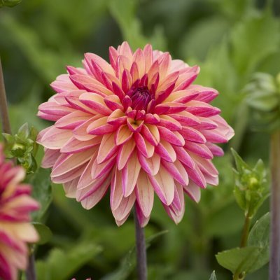 Dahlia x pinnata Madame Antoinette