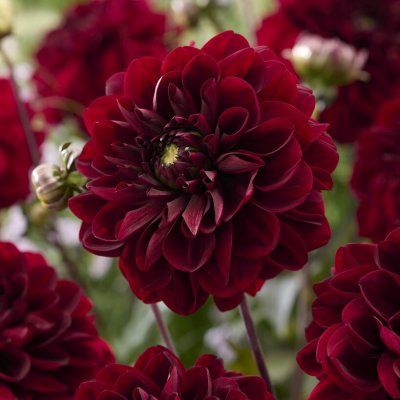 Dahlia x pinnata Ozzy
