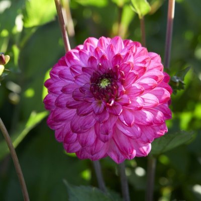 Dahlia x pinnata Romantica