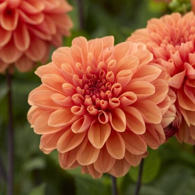 Dahlia x pinnata Royal King