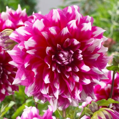 Dahlia Dekorativ Yarra Falls 1st