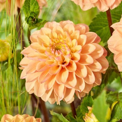 Dahlia Pompon Yellow Don 1st