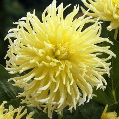 Dahlia Kaktus Yellow Star 1st