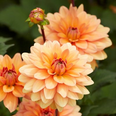 Dahlia Näckros Yelno Harmony 1st