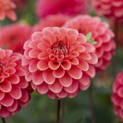 Dahlia Boll Zundert Mystery Fox ® 1st