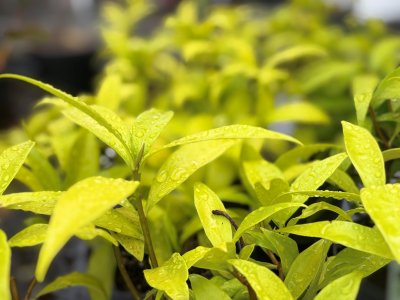 Daphne bholua Alba, Nepaldaphne