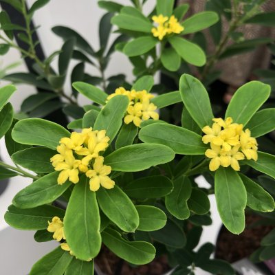 Daphne gemmata Royal Crown, Tibast