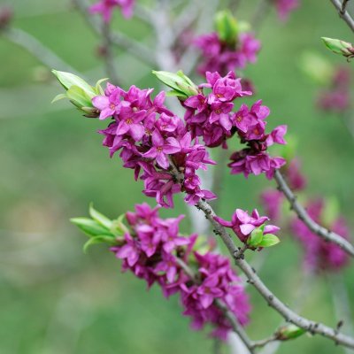 Daphne mezereum Rubra Select, Tibast