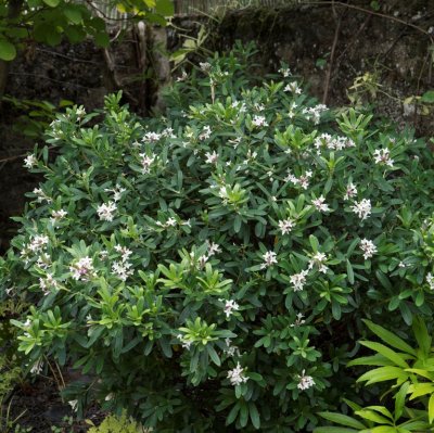 Daphne x transatlantica Eternal Fragrance (Blafra), Tibast
