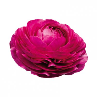 Italiensk Ranunkel Elegance ® Malva 10st