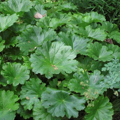 Darmera peltata, Sköldbräcka, SQ1