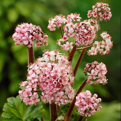 Darmera peltata, Sköldbräcka, SQ1