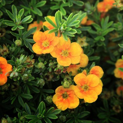 Dasiphora fruticosa Mango Tango ®, Ölandstok, C3,5
