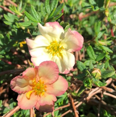 Dasiphora (Potentilla) fruticosa Double Punch ® Pastel, Ölandstok, C5