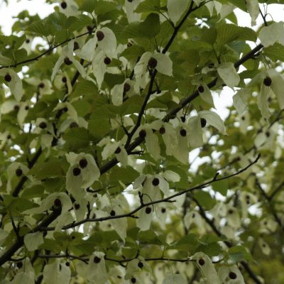 Davidia involucrata, Näsduksträd, Duvträd