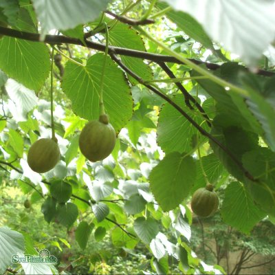 Davidia involucrata, Näsduksträd, Duvträd