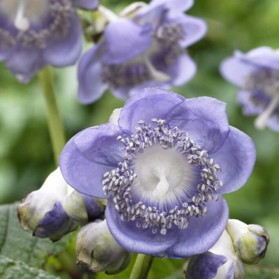 Deinanthe caerulea, Lundsköna, P11cm