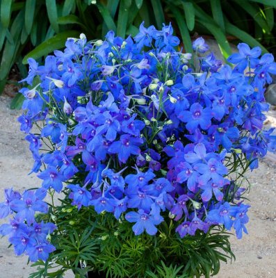 Delphinium grandiflorum Dory Blue, Kinesisk Riddarsporre
