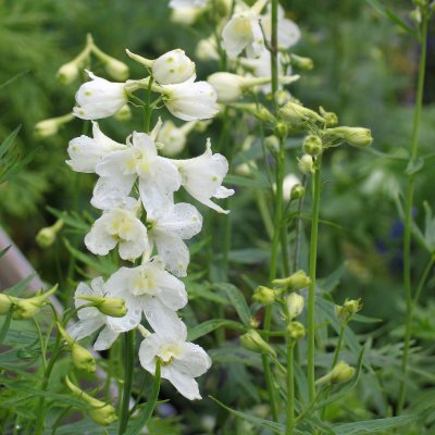 Delphinium Belladonna Casa Blanca, Praktriddarsporre