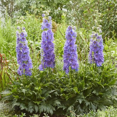 Delphinium elatum Delgenius ™ Shelby ®, Trädgårdsriddarsporre, P11cm