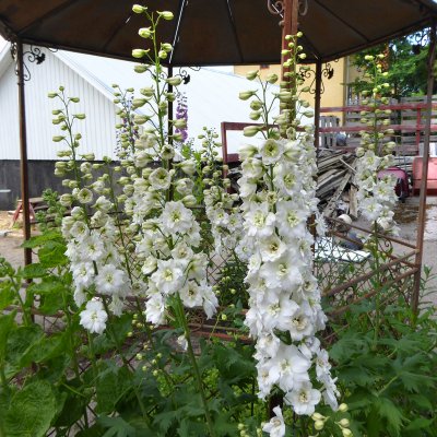 Delphinium elatum New Millenium ™ Double Innocence ®, Trädgårdsriddarsporre