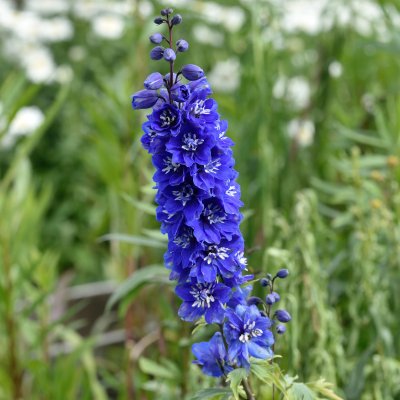 Delphinium elatum Pacific Blue Bird, Praktriddarsporre