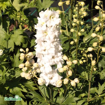 Delphinium elatum New Millenium ™ Green Twist ®, Trädgårdsriddarsporre, C1