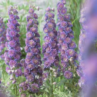 Delphinium elatum Highlander Sweet Sensation ®, Trädgårdsriddarsporre, SQ1