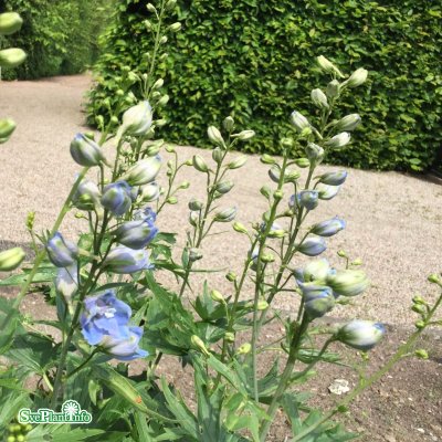 Delphinium elatum Magic Fountains Sky Blue White Bee, Trädgårdsriddarsporre, C13cm
