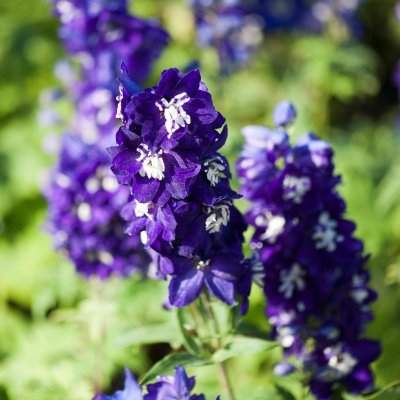 Delphinium elatum Magic Fountains Dark Blue White Bee, Trädgårdsriddarsporre, C11,5cm