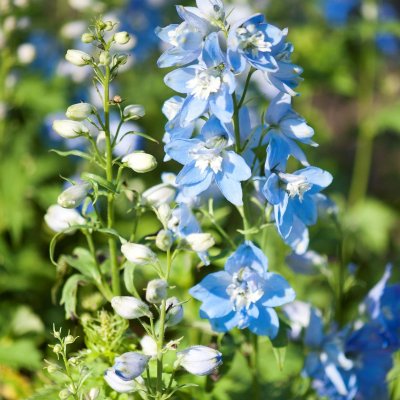 Delphinium elatum Magic Fountains Sky Blue White Bee, Trädgårdsriddarsporre, C13cm