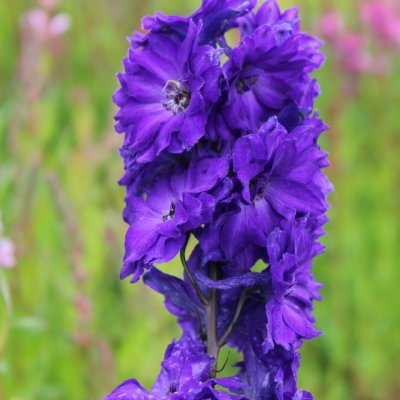 Delphinium elatum New Millenium ™ Pagan Purple ®, Trädgårdsriddarsporre, C1